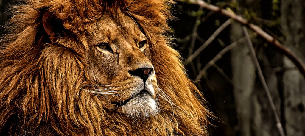 LE LION D'AFRIQUE